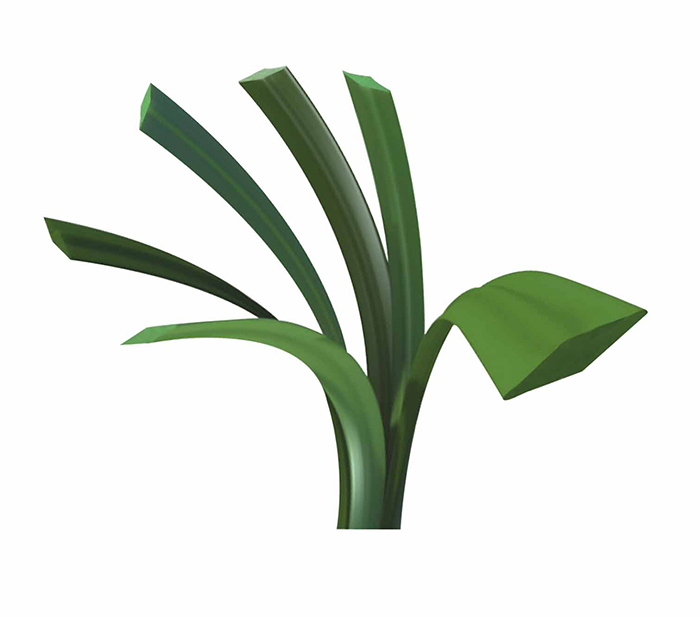 鉆石草 鉆石草