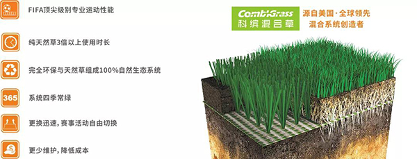 混合草坪系統